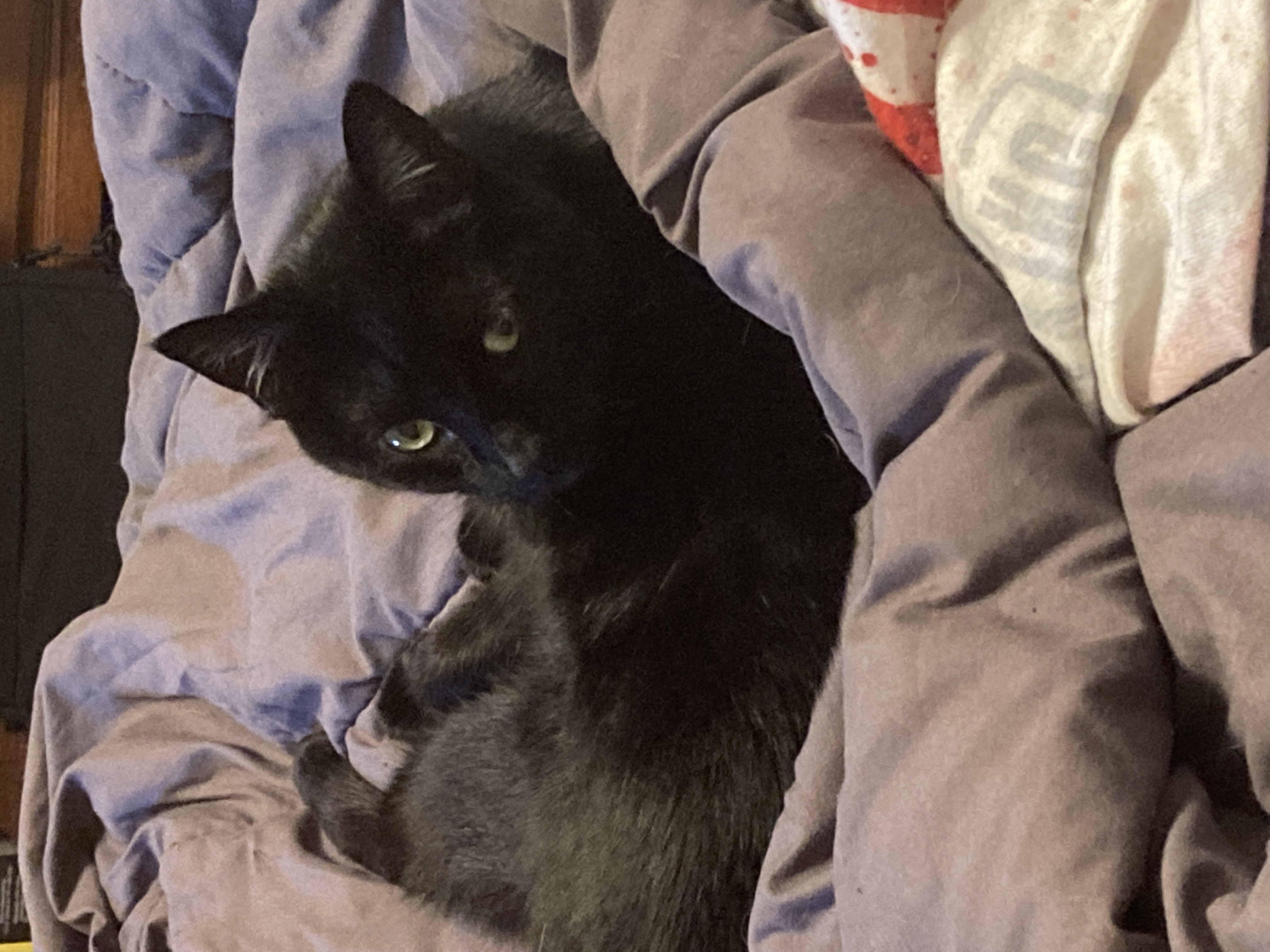 Sparkles playing